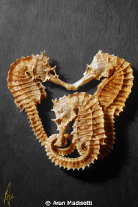 3 Seahorses killed in the name of science. 
Part of a sp... by Arun Madisetti 